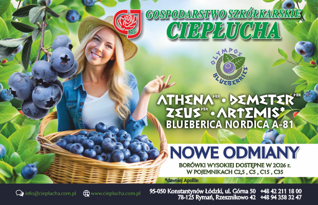 Szkołka Ciepłucha, borówka, sadzonki, uprawa borówki w pojemnikach