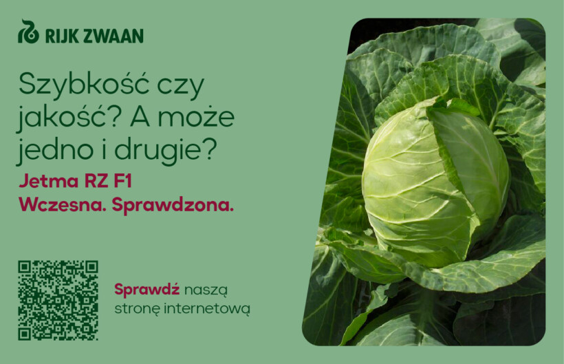 Rijk Zwaan; kapusta wczesna; Jetma RZ F1, kapusta wczesna, kapusta do uprawy pod osłonami; uprawa kapusty w tunelach