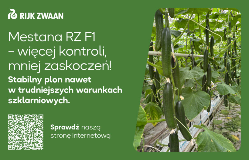 Rijk Zwaan, ogórek Mestana RZ F1, uprawa ogórka w szklarni; uprawa pod osłonami