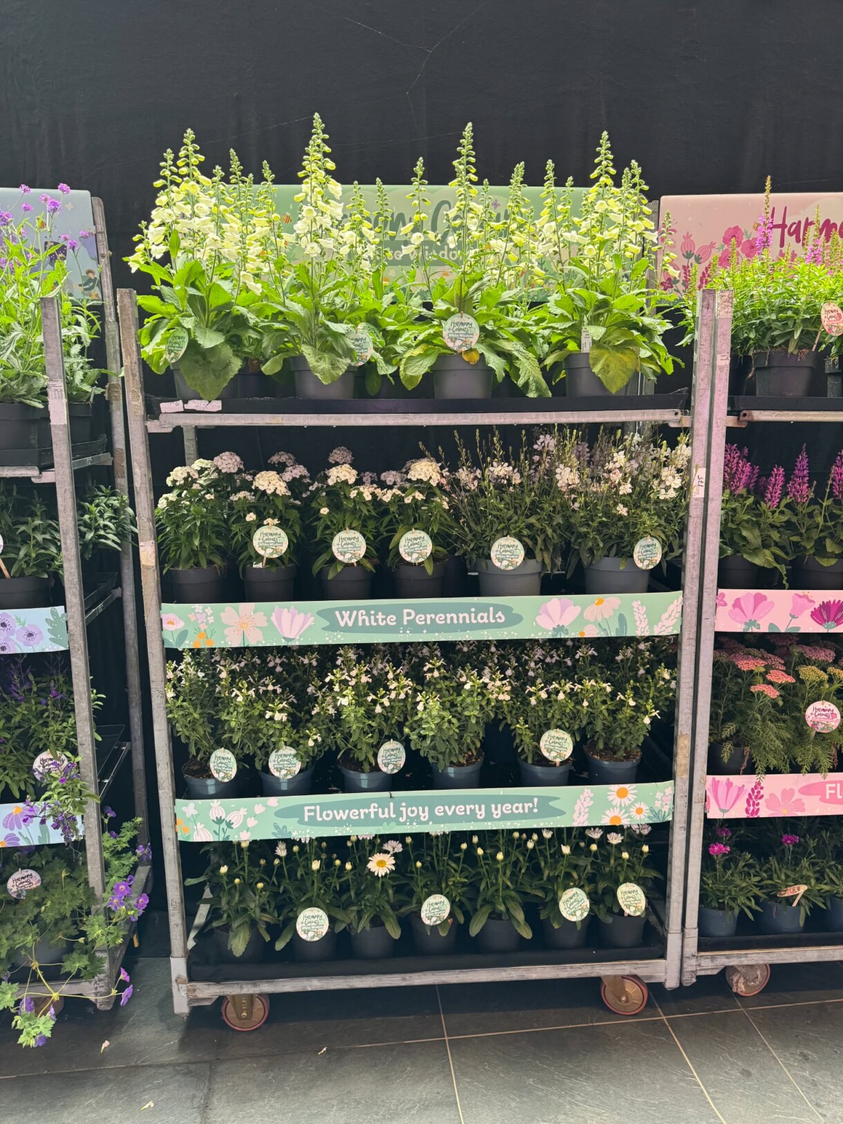 FlowerTrials 2026 w firmie Florensis (fot. MF)