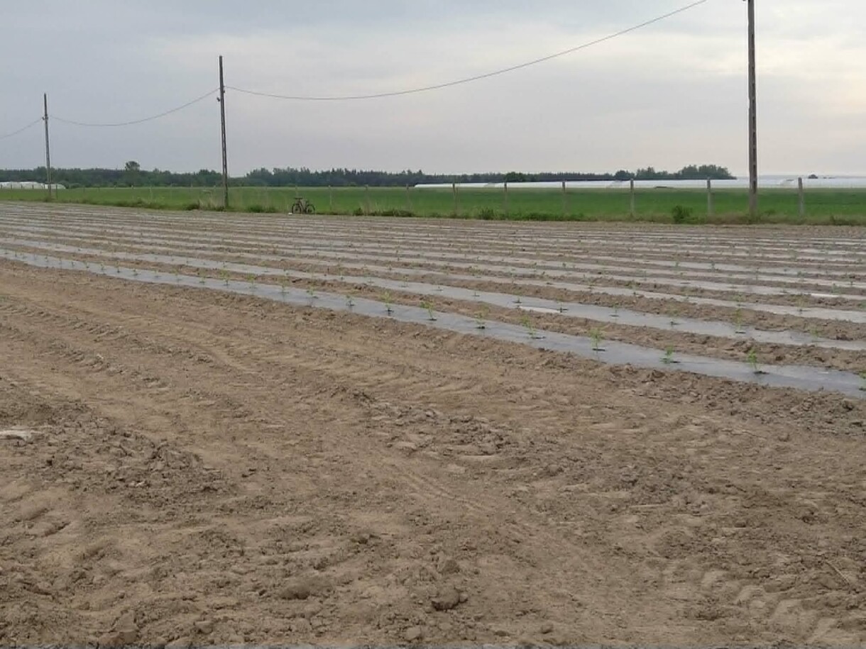 Początek czerwca - rozsadę arbuzów posadzono na zagonach wyłożonych czarną folią ściółkującą (fot. MB)