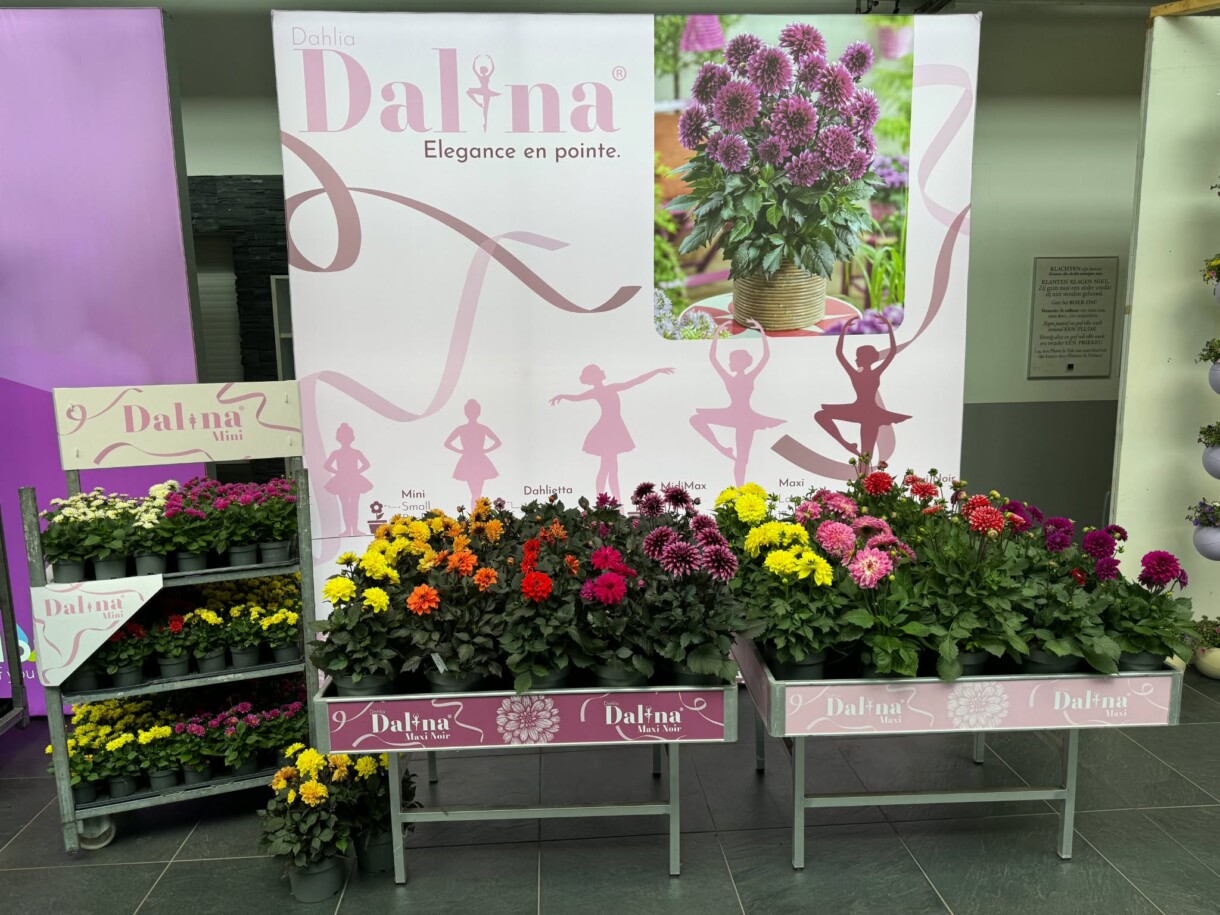 Dalia Dalina, FlowerTrials 2026 w firmie Florensis (fot. MF)