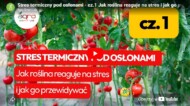 Mirosław Maziarka, Stres termiczny pod osłonami - film i artykuł