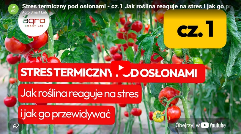 Mirosław Maziarka, Stres termiczny pod osłonami - film i artykuł