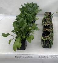 Burak cukrowy – po lewej rośliny utrzymywane w warunkach optymalnych, temperatura 21°C. Po prawej rośliny utrzymywane w warunkach optymalnych, a następnie przeniesione na 3 dni do warunków stresu cieplnego i stresu radiacyjnego.