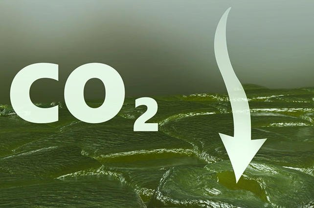 Asymilacja CO2