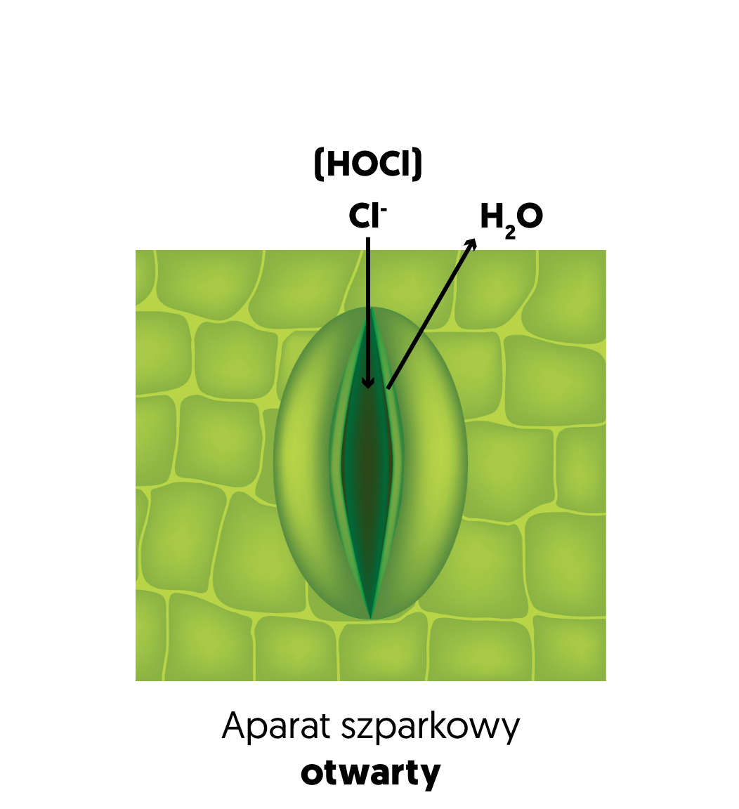 Aparat szparkowy