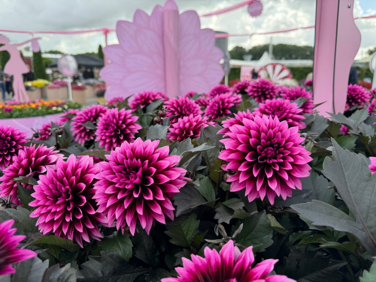 Dahlia coccinea Maxi Noir Velvet Crush, FlowerTrials 2026 w firmie Florensis (fot. MF)