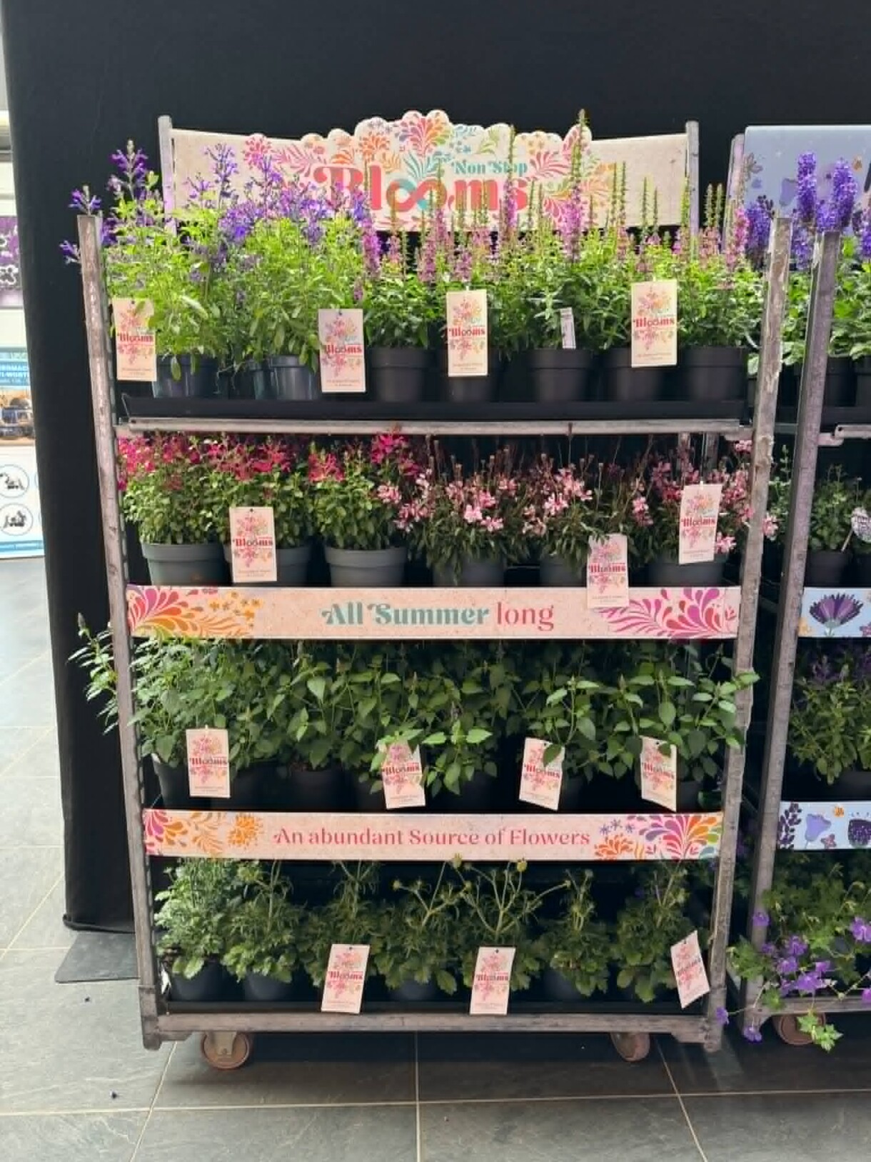 All Summer Long - wybór bylin kwitnących przez całe lato, Flower Trials 2026 w firmie Florensis (fot. MF)