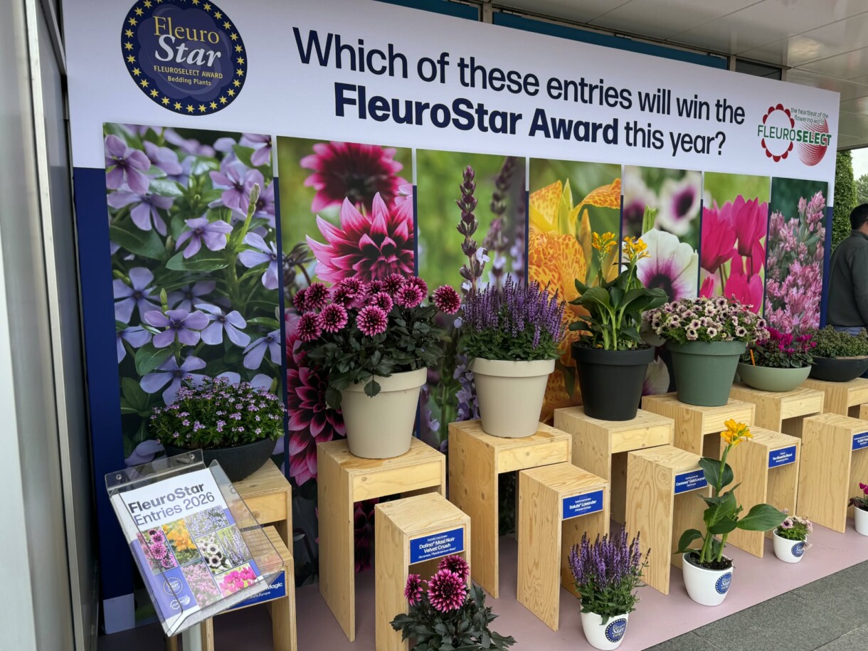 Ekspozycja odmian kandydujących do nagrody FleuroStar Award, FlowerTrials 2026 w firmie Florensis (fot. MF)