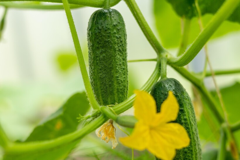 Ogórek - uprawa pod osłonami (fot. Agrosimex)