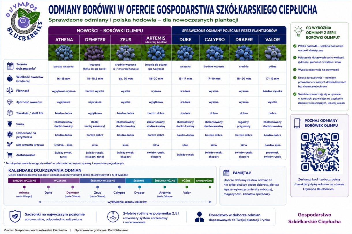 Infografika, porównanie odmian borówki - standardy i Borówki Olimpu
