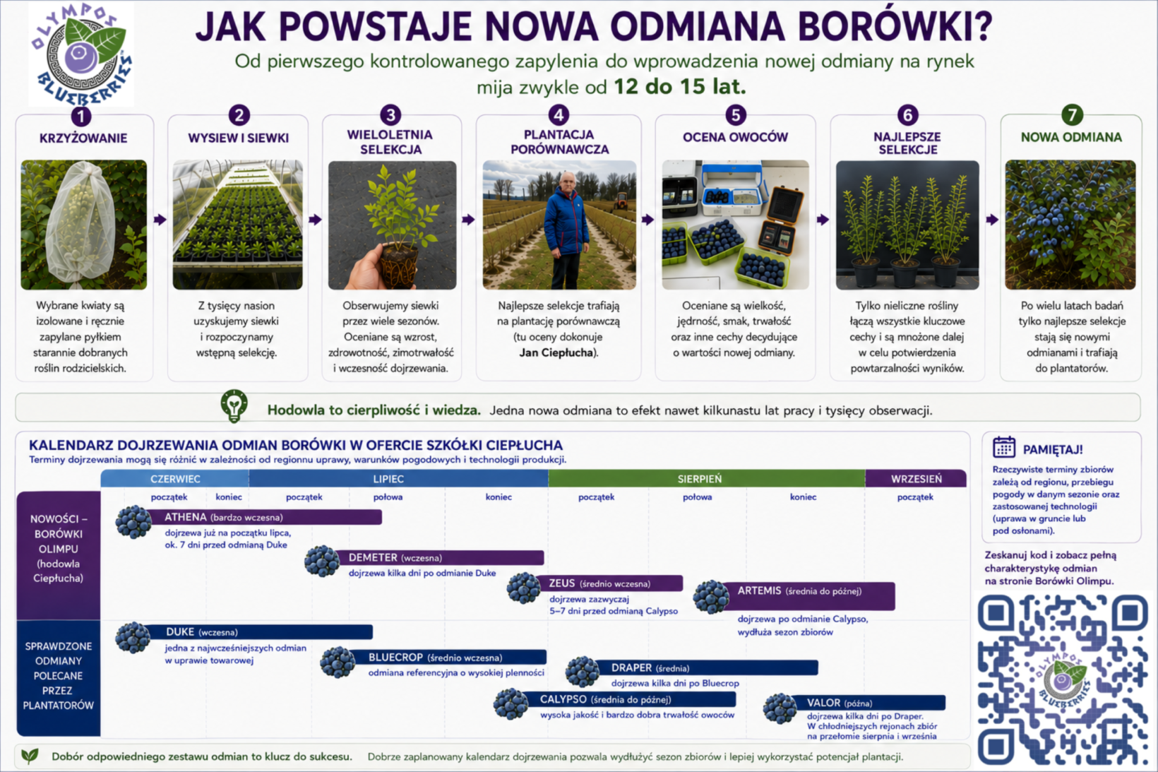 Hodowla borówki wysokiej w Gospodarstwie Szkółkarskim Ciepłucha, kalendarz plonowania odmian borówek, Borówki Olimpu