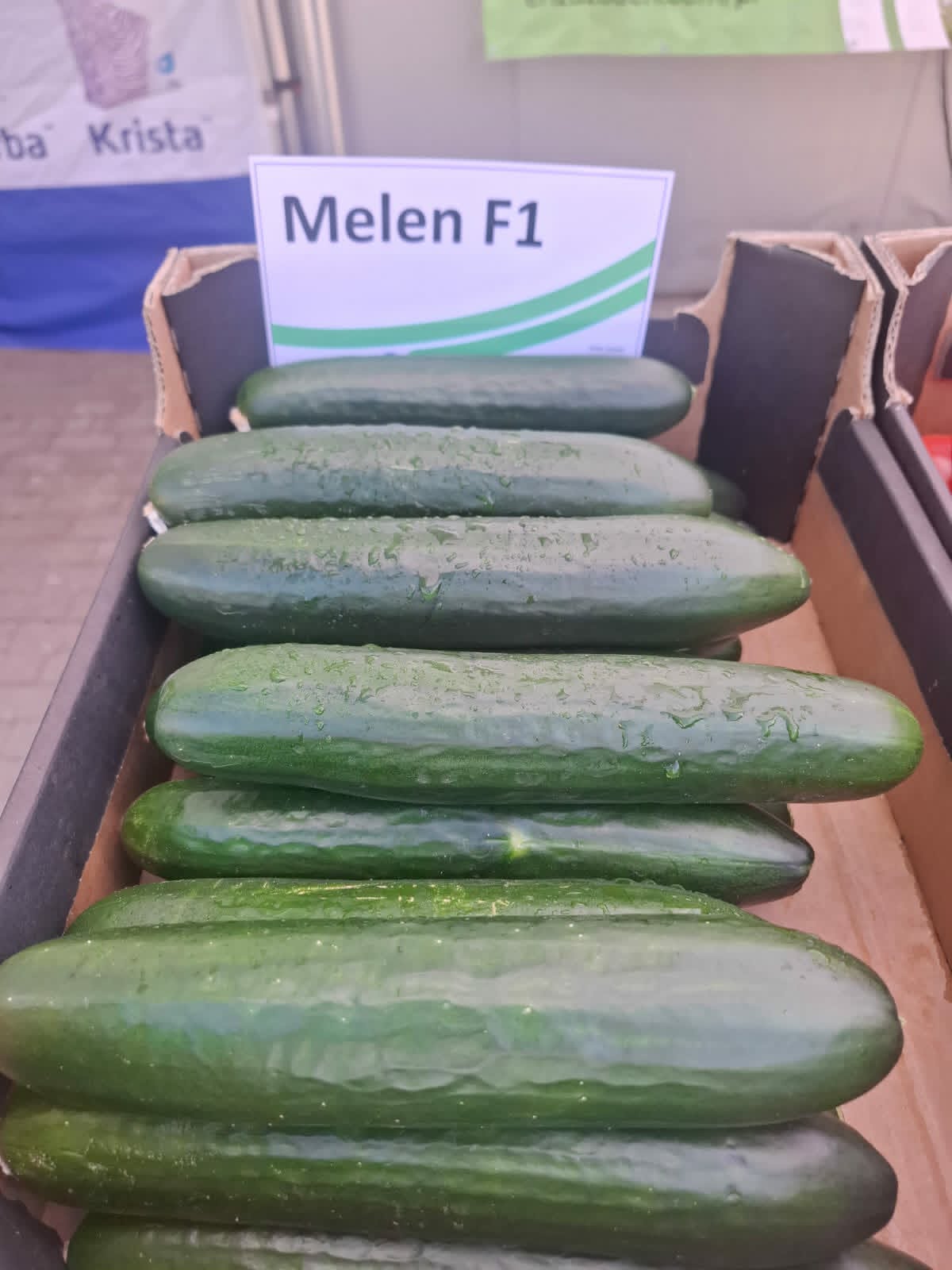 Ogórek odmiana Melen F1 (fot. S. Ś-Z)
