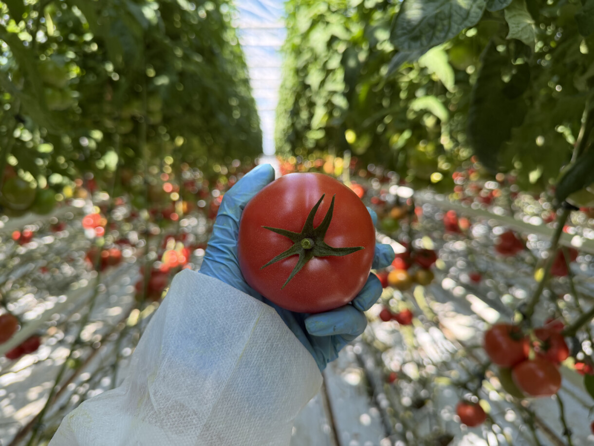 Pomidor malinowy Hakumaru RES, z odpornością na ToBRFV (fot. Bayer)