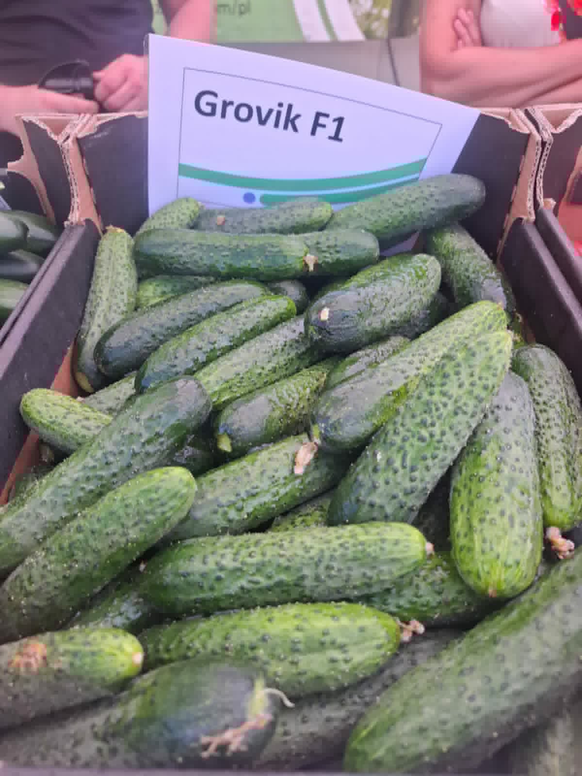 Ogórek odmiana Grovik F1 (fot. S. Ś-Z)
