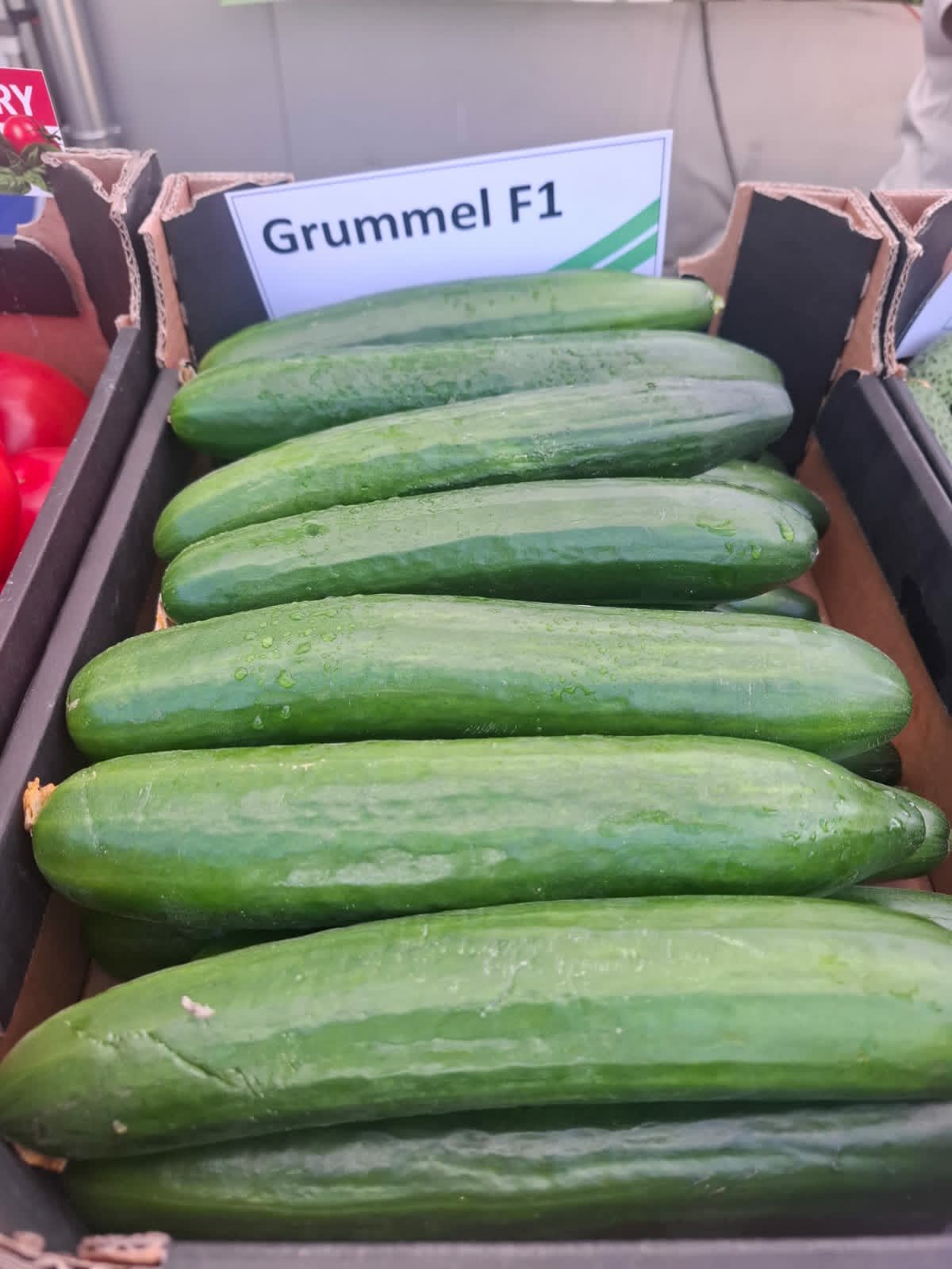 Ogórek odmiana Grummel F1 (fot. S. Ś-Z)