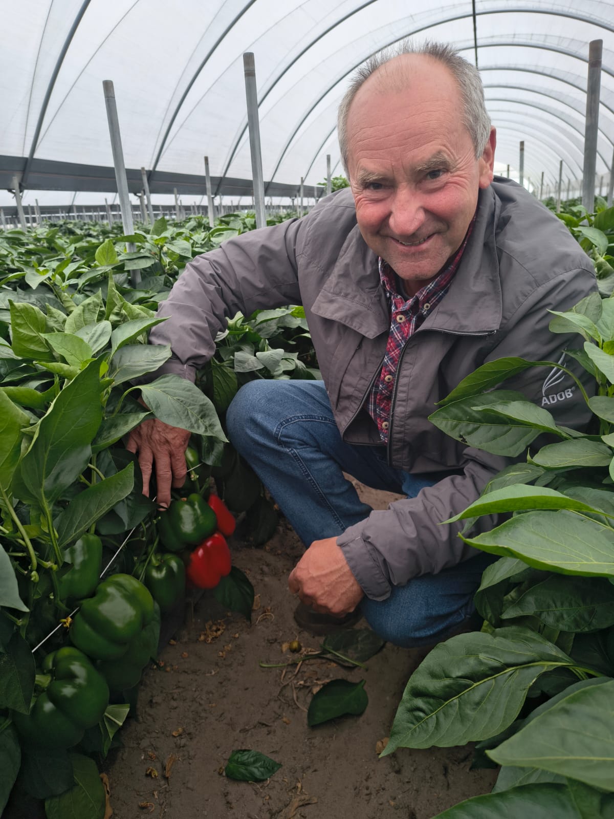 Andrzej Krzywkowski - producent papryki z Potworowa (fot Hazera)