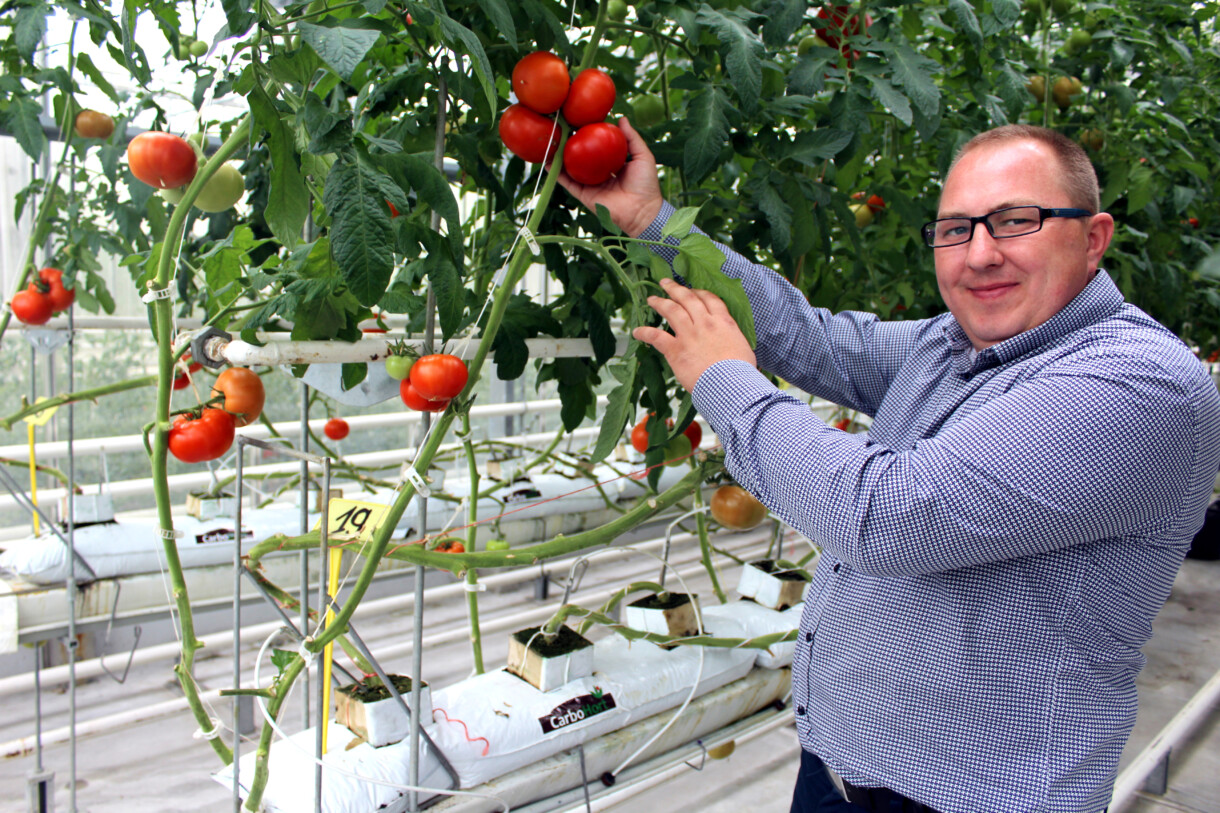 Dezyderiusz Mietlicki w szklarni z uprawą pomidora (fot. Carbohort)