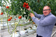 Dezyderiusz Mietlicki w szklarni z uprawą pomidora (fot. Carbohort)