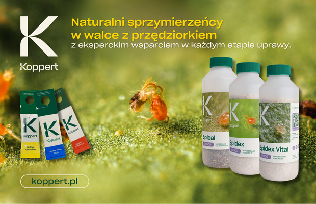 Kopper Przędziorek Spidex Spical Spidex Vital zwalczanie przędziorków w szklarni i w tunelach