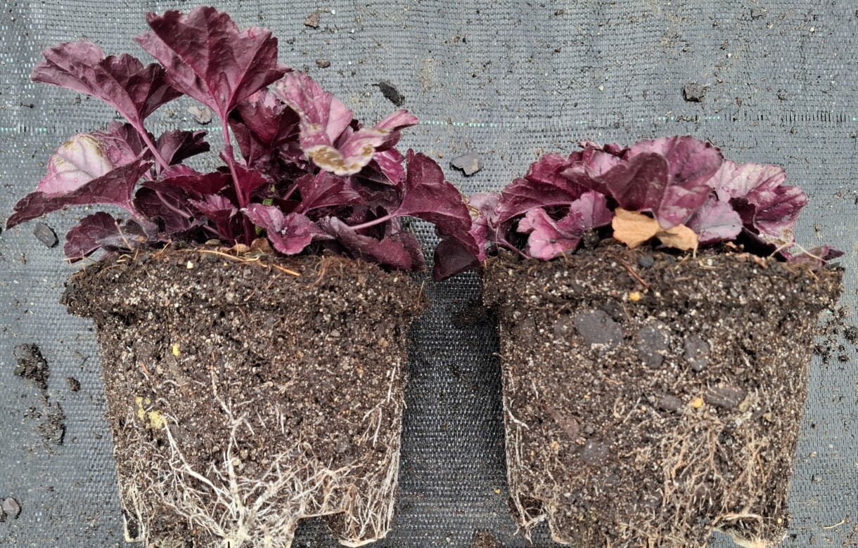 Heuchera - po lewej stronie potraktowana produktami SPHERA i TRIASH a po prawej kontrola (fot. Ceres)