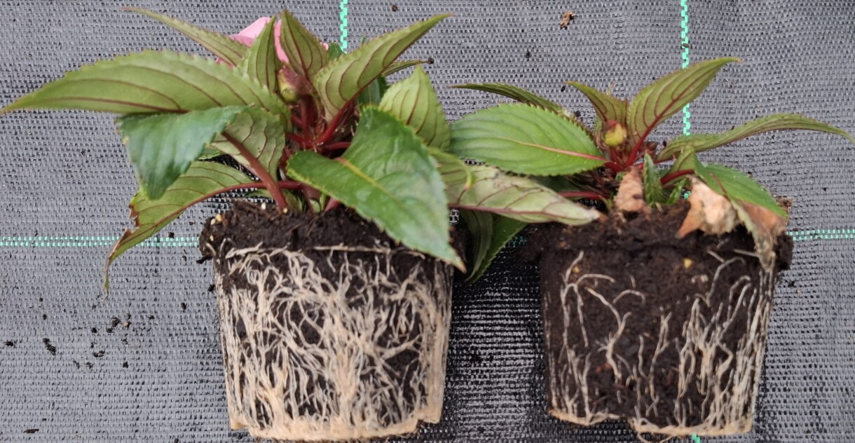 Impatiens - po lewej stronie potraktowana produktami SPHERA i TRIASH a po prawej kontrola (fot. Ceres)