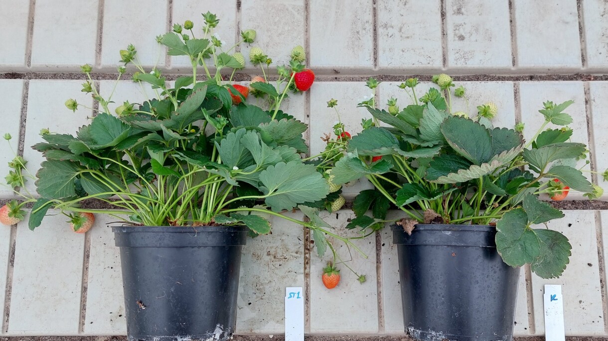Truskawka - po lewej stronie potraktowana produktami SPHERA i TRIASH a po prawej kontrola (fot. Ceres)