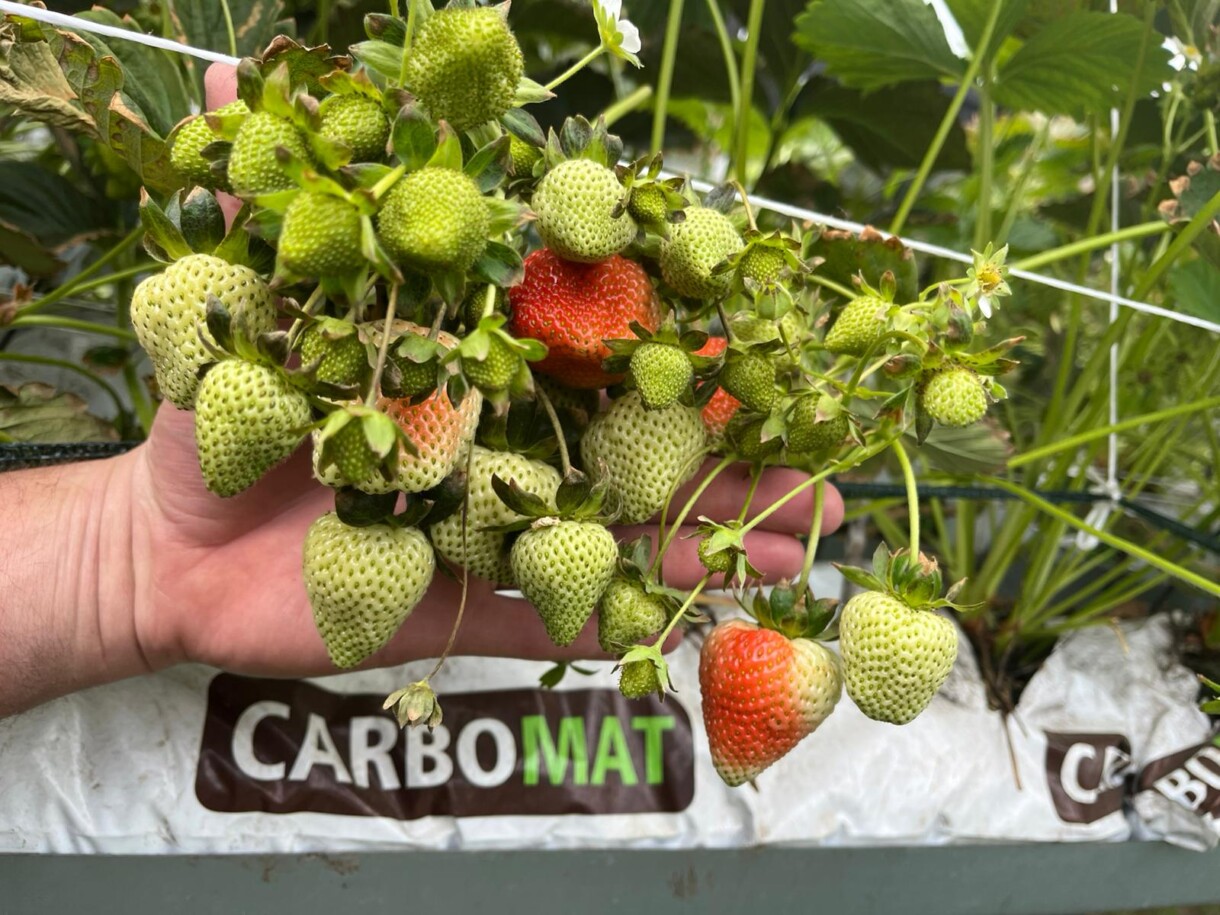 Dojrzewające truskawki w macie carbomat (fot. Carbohort)