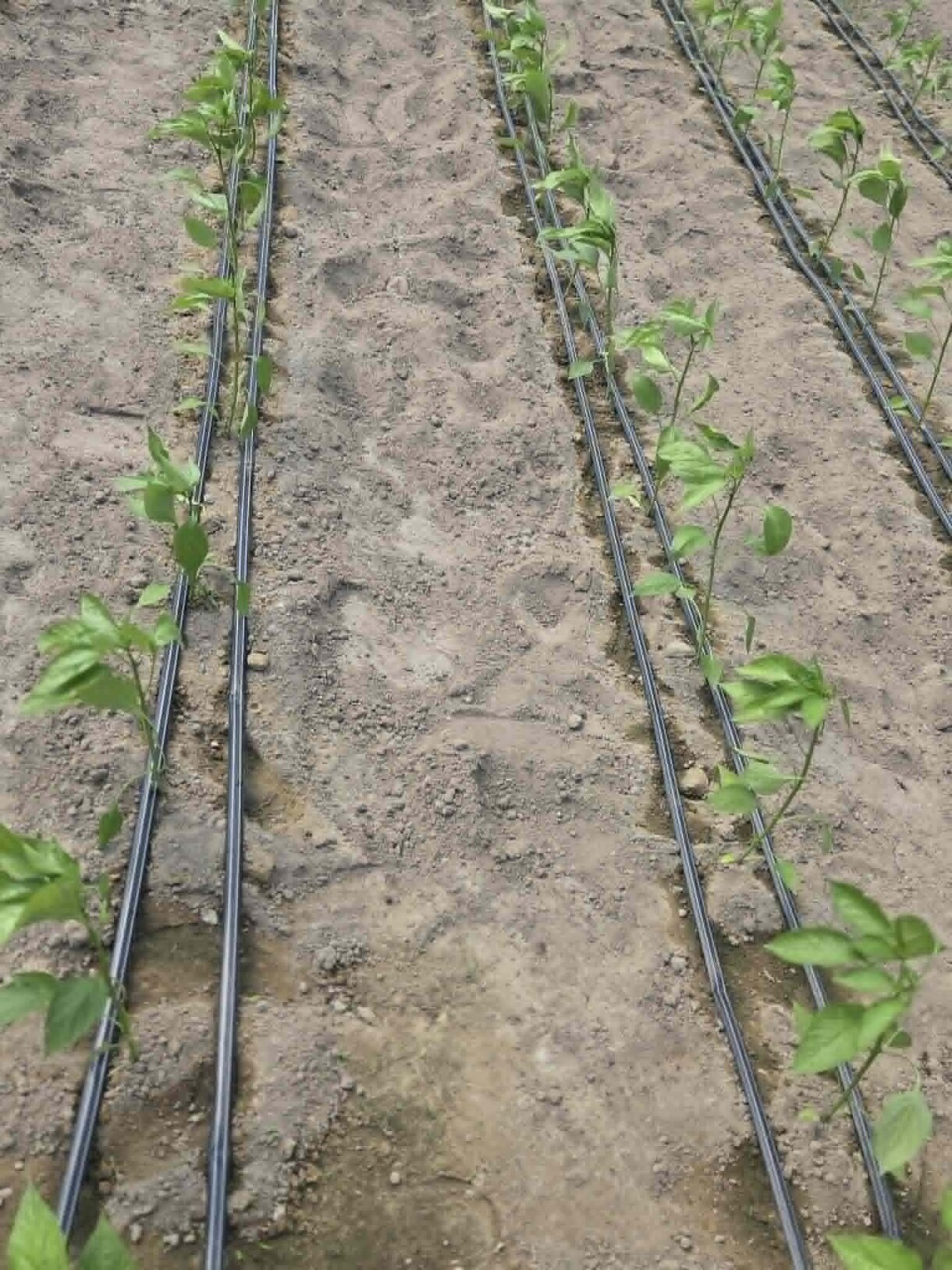 Na każdy rząd papryki przypadają po dwie linie kroplujące (fot. AW)