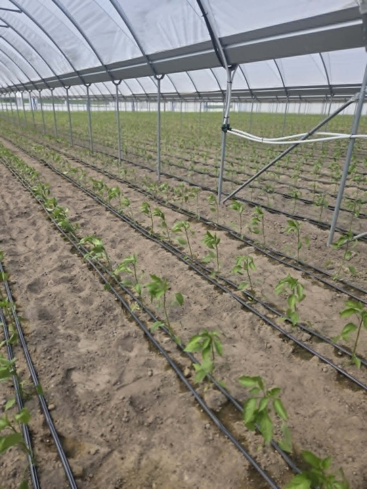Rośliny papryki krótko po posadzeniu w tunelu zblokowanym (fot. AW)