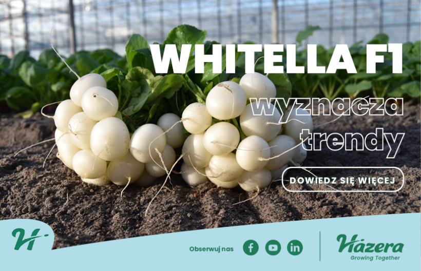 Hazera rzodkiewka Whitella F1 rzodkiewka do uprawy pod osłonami
