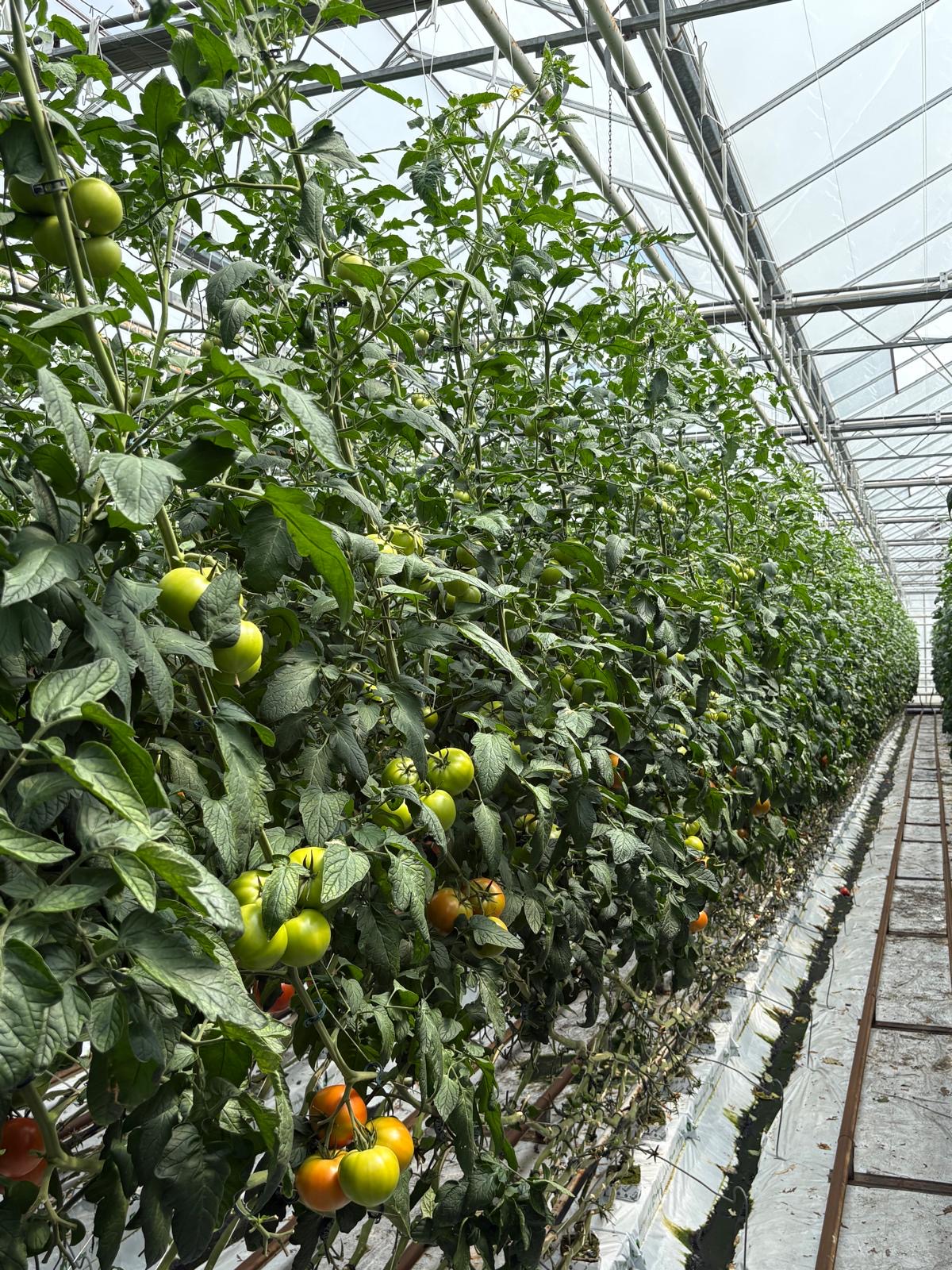 Rijk Zwaan pomidory malinowe Teganuma RZ F1 wysoka odporność na ToBRFV