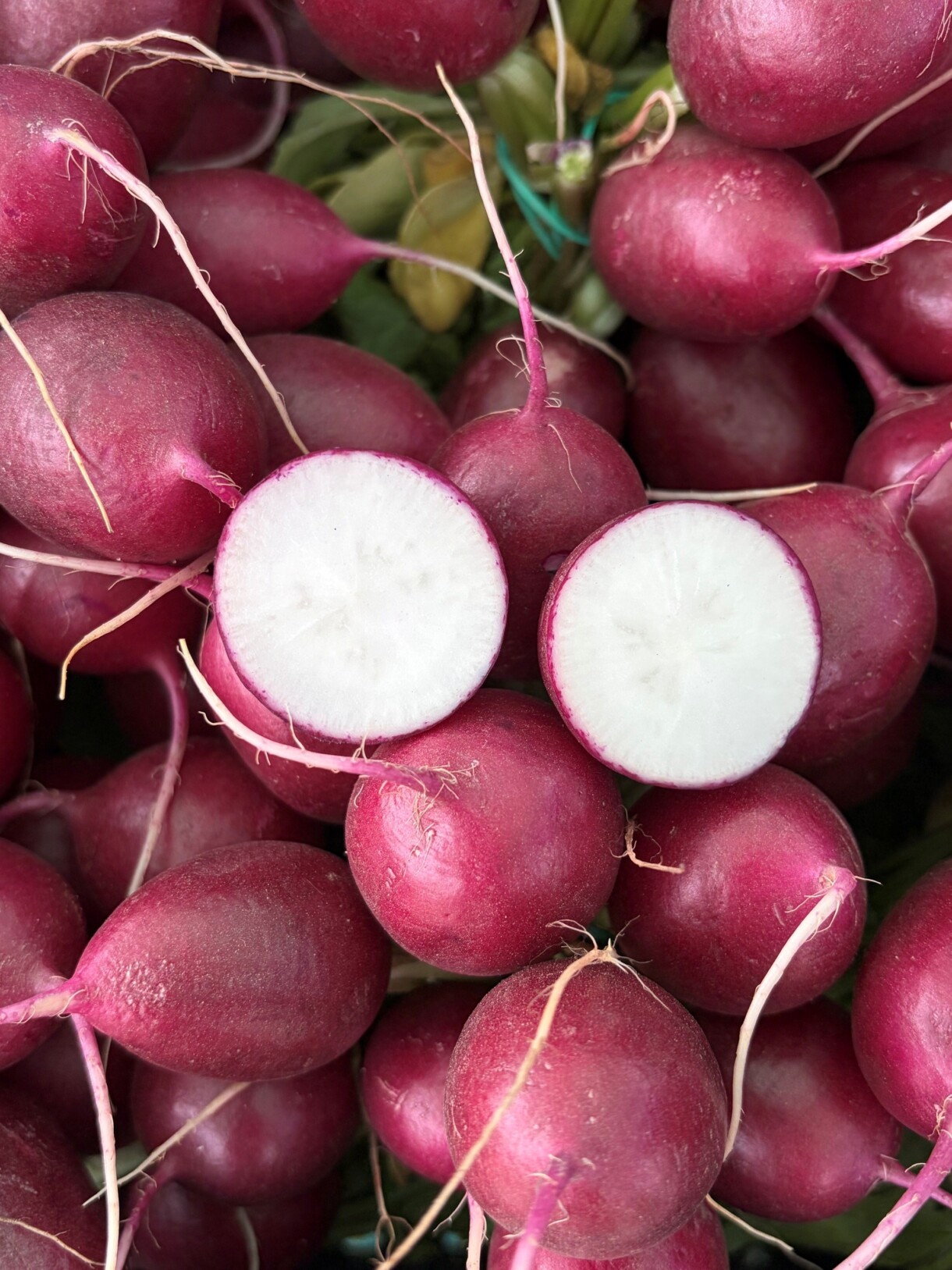 Odmiany rzodkiewki; Purpella F1