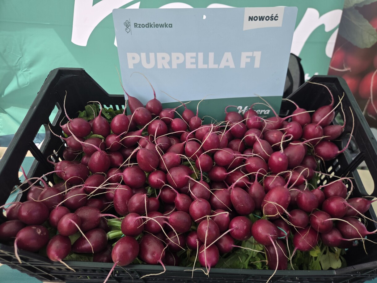 Odmiany rzodkiewki; Purpella F1