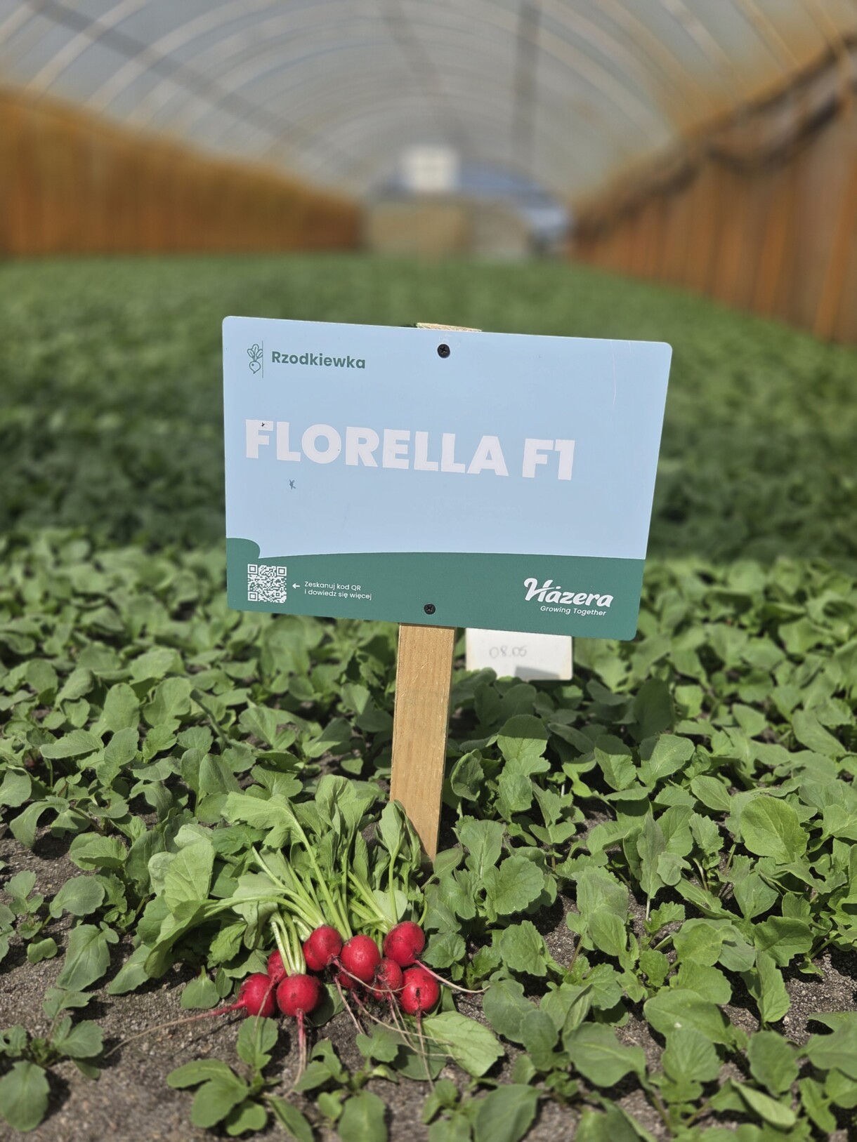 Odmiany rzodkiewki; Florella F1