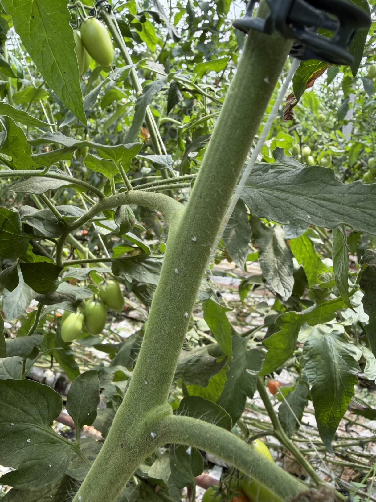 Mączlik na pomidorach (fot. Agrosimex)