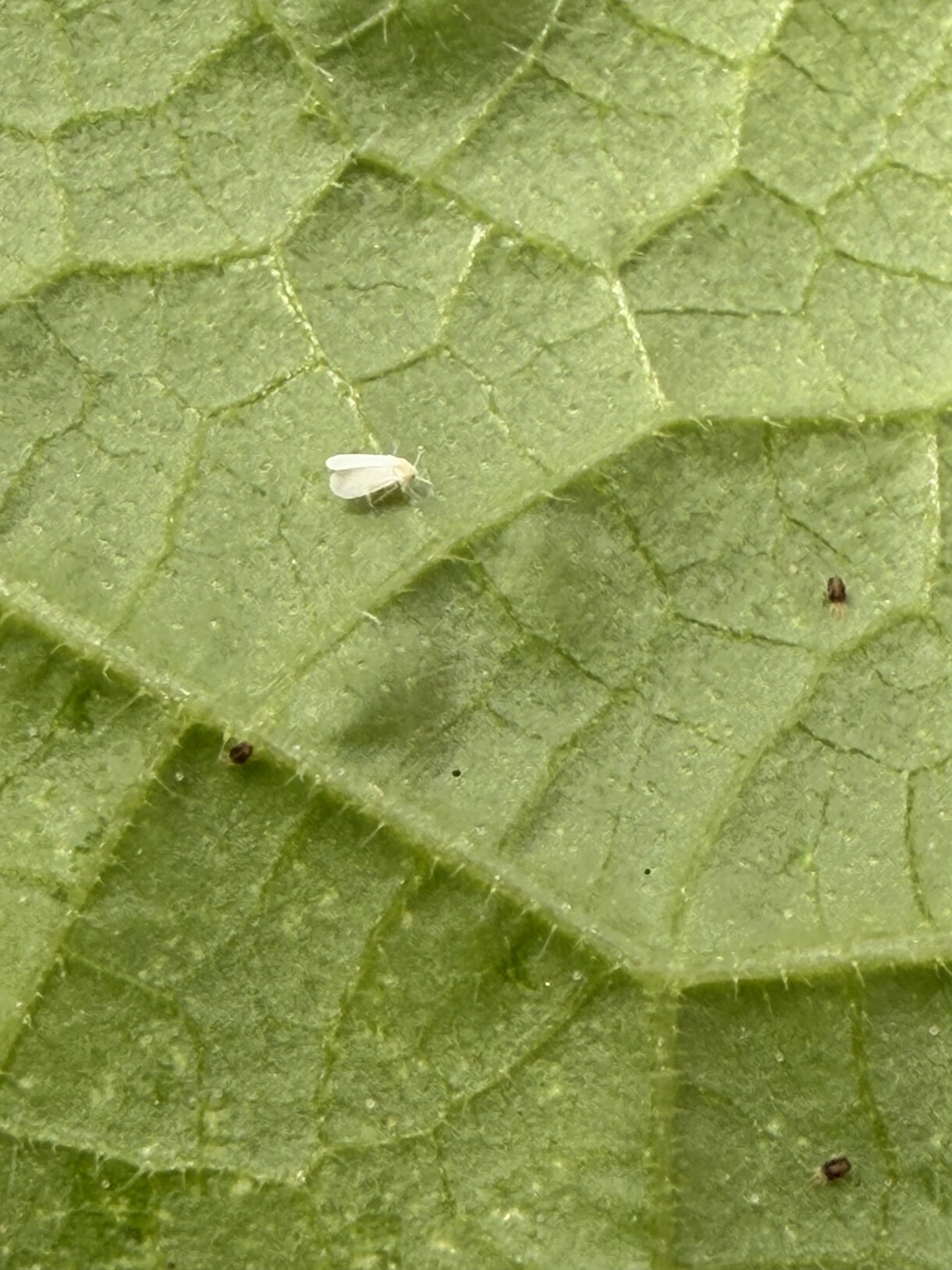 Mączlik na pomidorach (fot. Agrosimex)