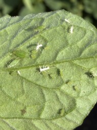 Mszyca (fot. Agrosimex)
