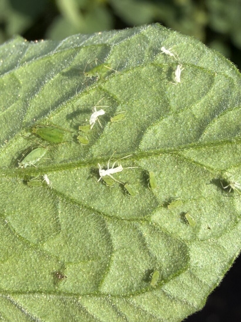 Mszyca (fot. Agrosimex)