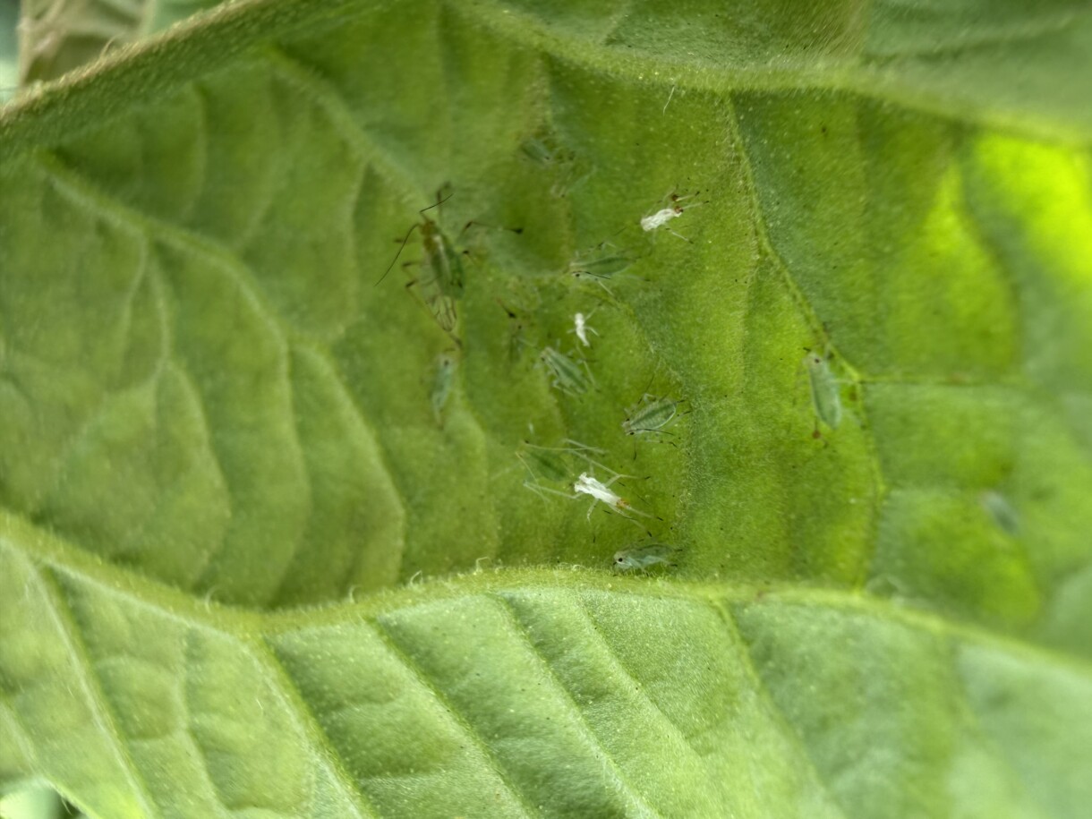 Mszyca (fot. Agrosimex)