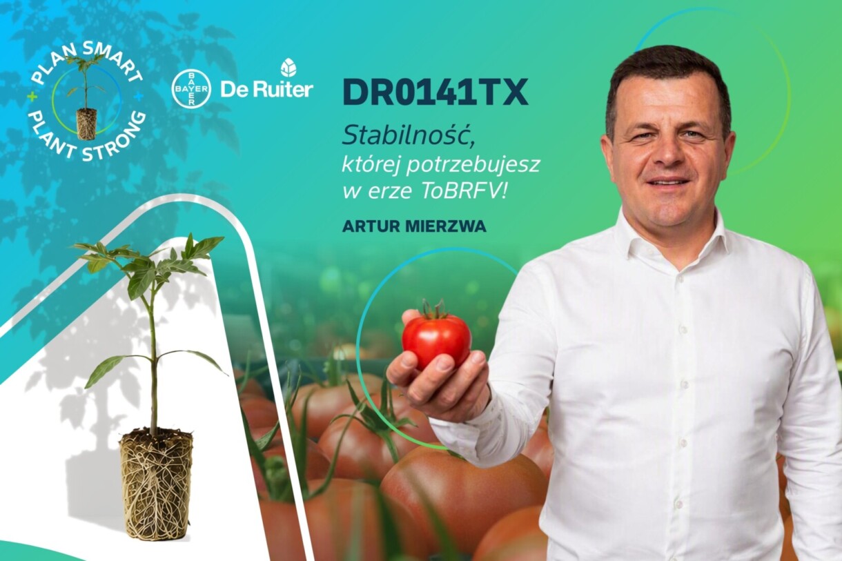 Artur Mierzwa - producent pomidorów