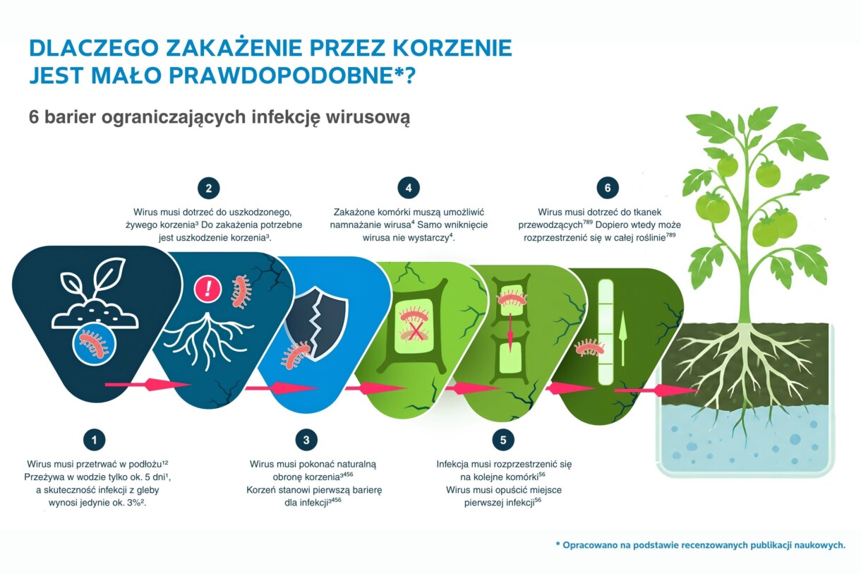 Dlaczego zakażenie pomidorów wirusem ToBRFV przez korzenie jest mało prawdopodobne