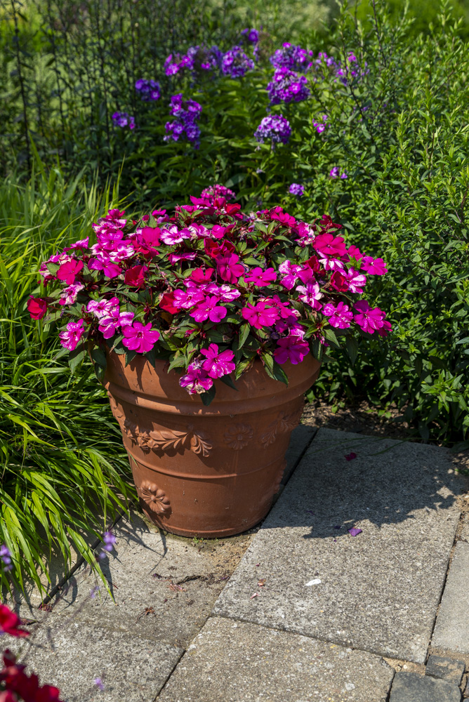 Niecierpek nowogwinejski SunPatiens® w Ogrodowisku w Przypkach (fot. Sakata)