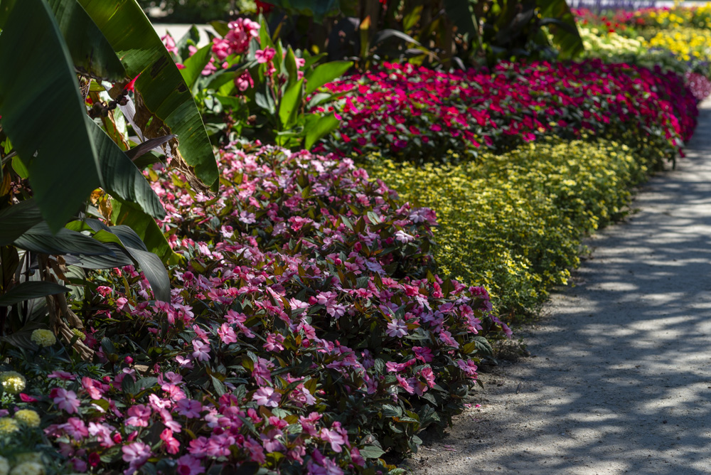 Niecierpek nowogwinejski SunPatiens® (fot. Sakata)