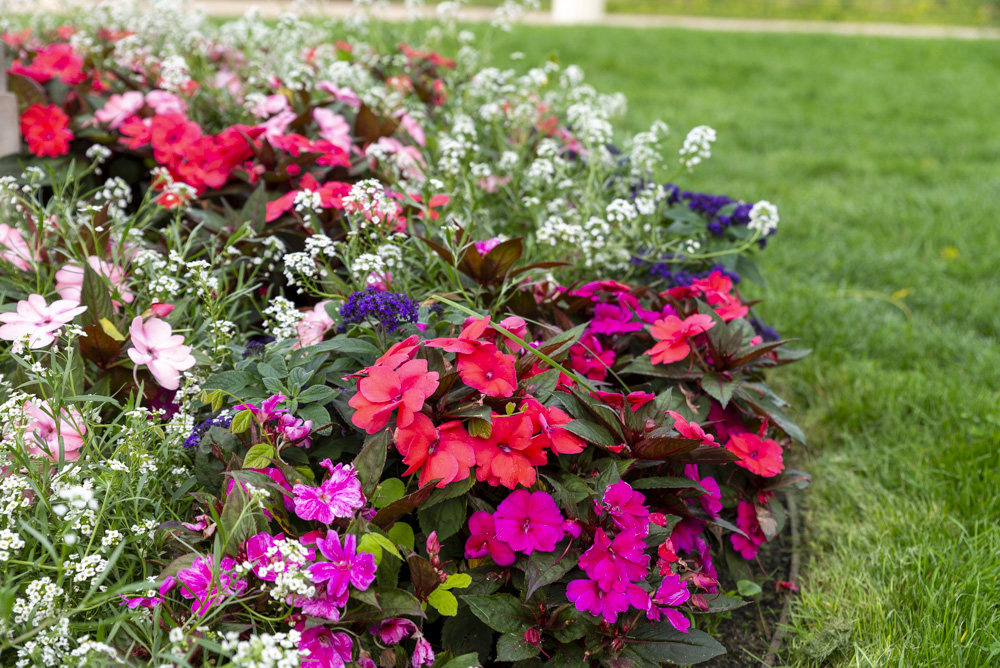 Niecierpek nowogwinejski SunPatiens® (fot. Sakata)