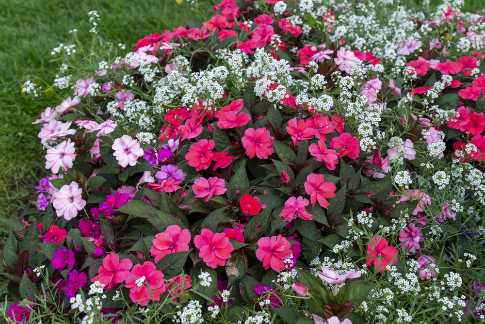 Niecierpek nowogwinejski SunPatiens® (fot. Sakata)