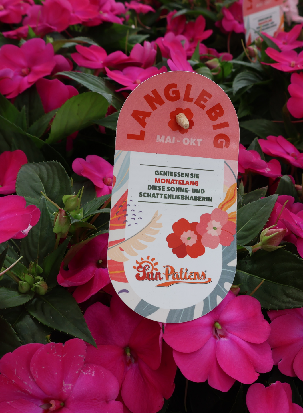 Niecierpek nowogwinejski SunPatiens® (fot. Sakata)