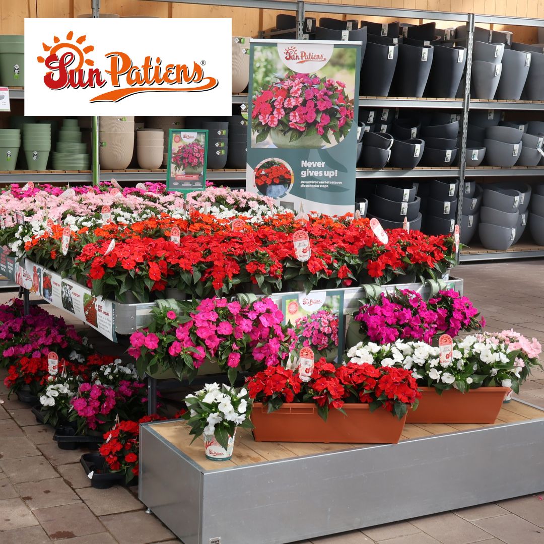 Niecierpek nowogwinejski SunPatiens® (fot. Sakata)