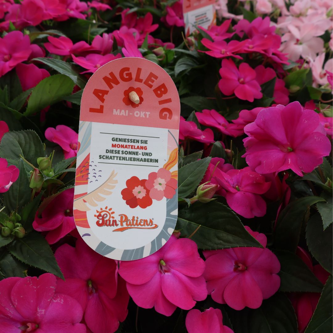 Niecierpek nowogwinejski SunPatiens® (fot. Sakata)